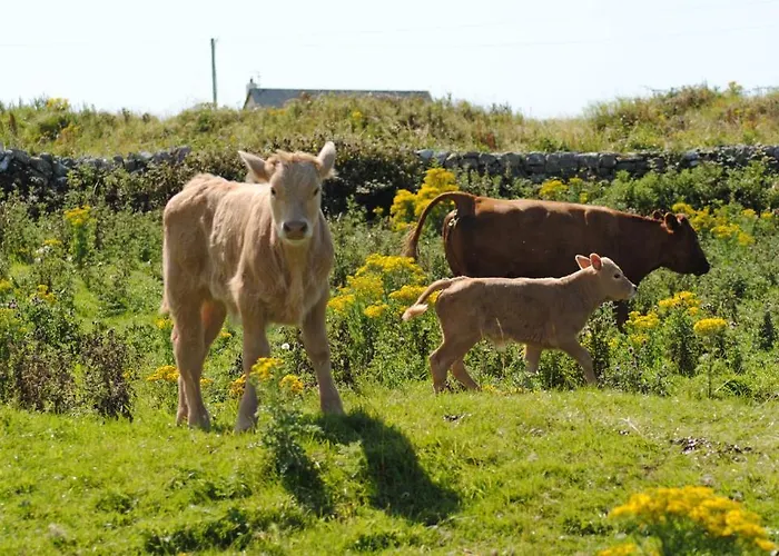 Frühstückspension O'connor's Doolin