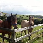 O'connor's 3*