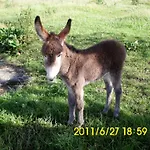 Bed & Breakfast O'connor's Doolin