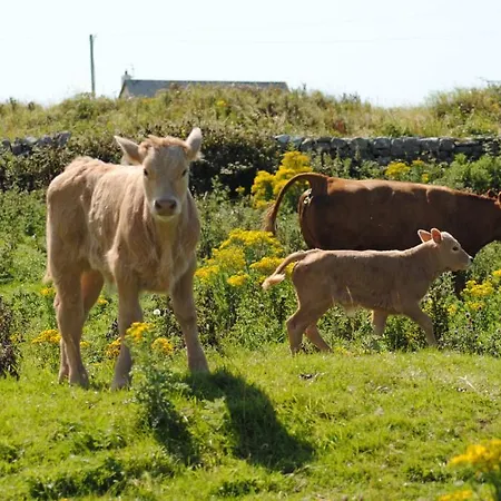 Bed & Breakfast O'Connor'S Accommodation Doolin