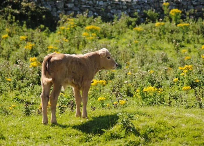 O'connor's 住宿加早餐酒店