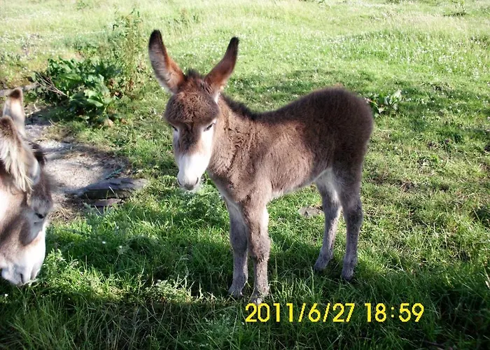 לינה וארוחת בוקר O'connor's דולין