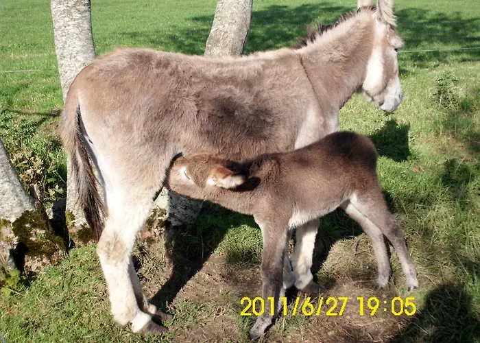 O'connor's לינה וארוחת בוקר דולין